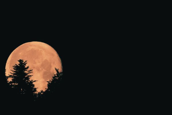 Orange full moon rising behind silhouetted pine trees against a dark night sky.